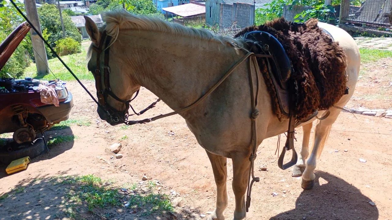 Cavalo  - Foto 2