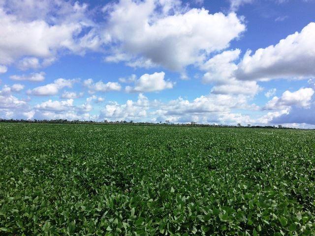 Fazenda 470 ha com 300 em Lavoura Matupá MT - Foto 5