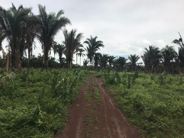 Fazenda no Município Cantanhede - Vendo - Foto 9