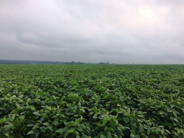 Fazenda 470 ha com 300 em Lavoura Matupá MT - Foto 2