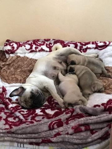 Filhotes pug porte pequeno - Foto 4
