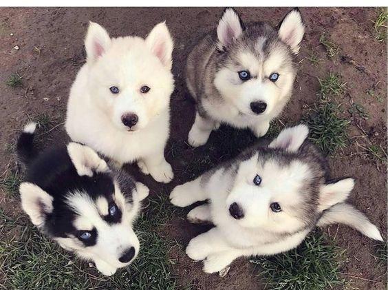 Husky Siberiano Filhotes com procedência total de saúde e raça! *Consulte
