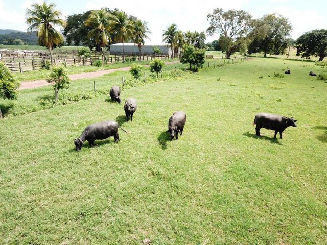 Fazenda dupla aptidão Arinos MG - Foto 2