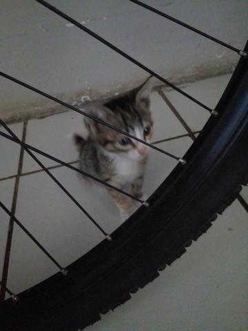 Gatinha doação