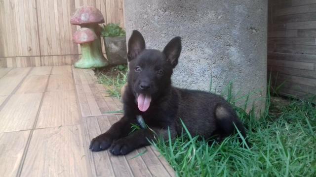 Pastor Belga Malinois 10 x 170,00 - Foto 5
