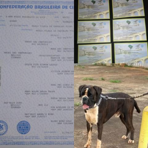 O Verdadeiro Boxer - Foto 5