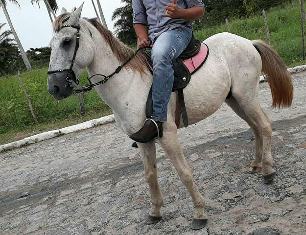 Vendo cavalo ou troco em algo do meu interesse - Foto 2