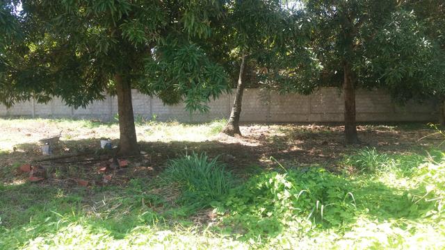 Terreno no Gurgury - Foto 3