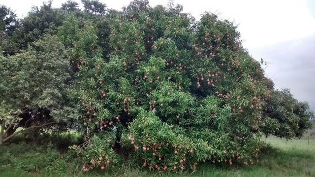 Venda-se ou troco está propriedade de 8.7 alqueires Município cachoeiro Itapemirim/ES - Foto 3