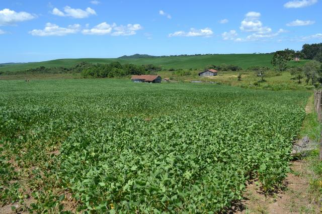 Oportunidade Produtor Rural Terreno em Bela Vista do Toldo - Foto 5