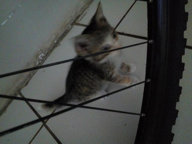 Gatinha doação - Foto 2
