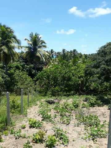 Terreno lindo em Japaratinga, proximo a praia e as bicas 950 m2 - Foto 5