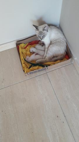 Gatos - Foto 2