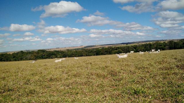 Fazenda para lavoura de 44 alqueires a venda na região de Caldas Novas GO - Foto 16