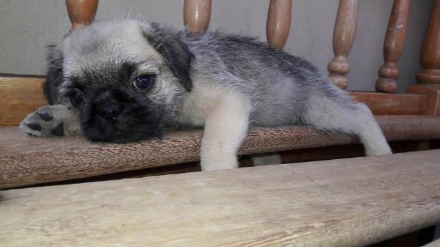 Pugzu - Foto 2
