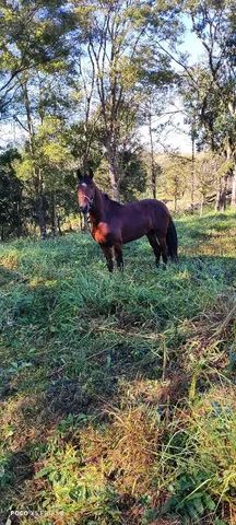 Vendo ou troco mangalarga por carro  - Foto 2