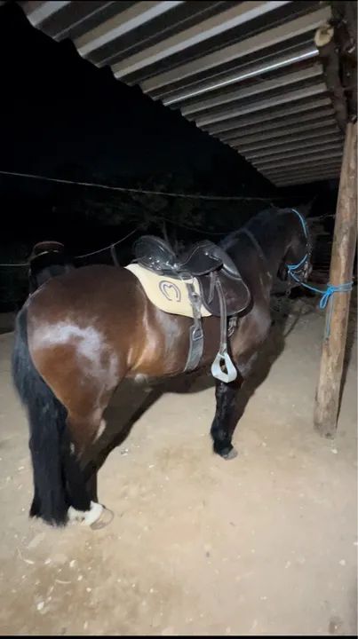 Cavalo Castrado Marcha Picada 9  Anos ( Somente Venda) - Foto 2