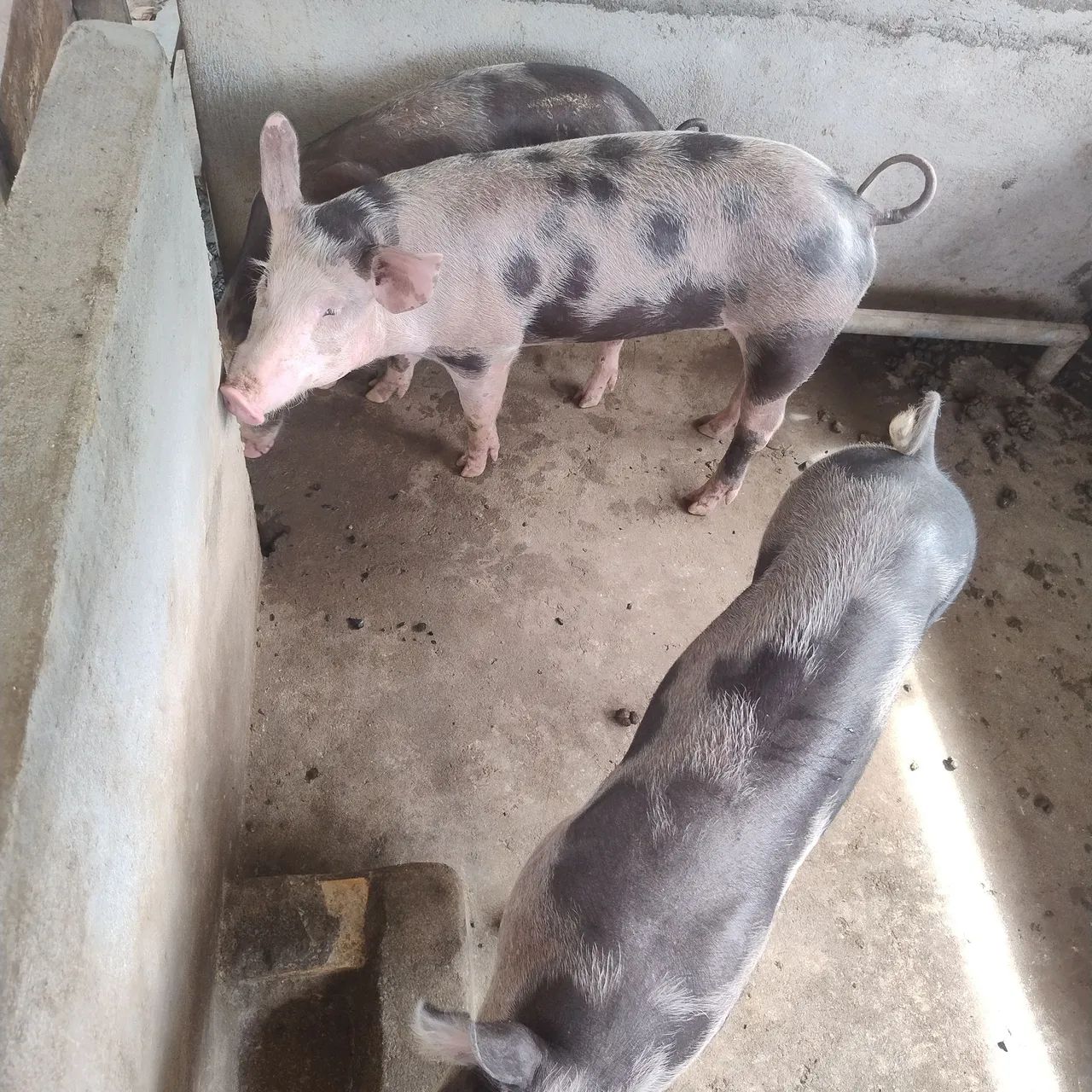 Filhotes de Pietran F1 - Foto 3