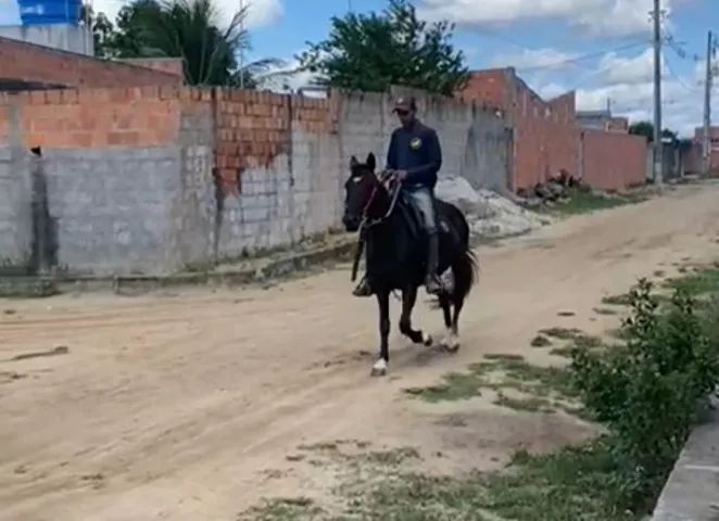 Égua Mangalarga  - Foto 4