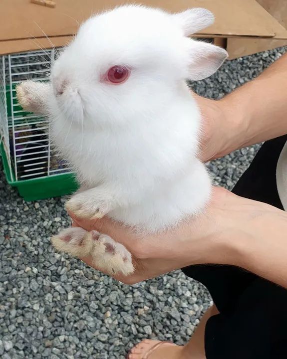 Coelhos Mini dócil  - Foto 4