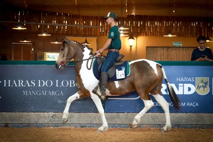 Égua Mangalarga - Pelagem Pampa - Foto 3