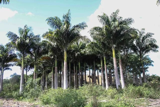 Palmeiras Imperial - Foto 2