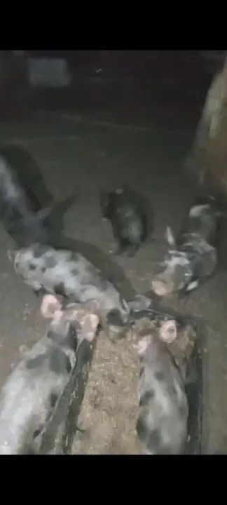 Leitões para engorda - Foto 5