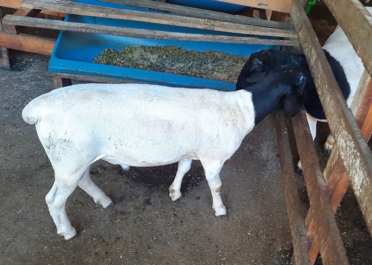 Borrego Dorper  PO Genética Buria - Foto 4