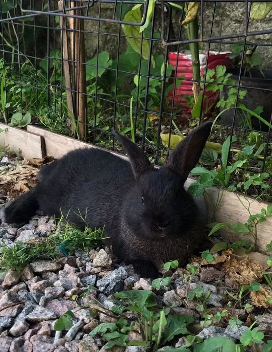 Coelho filhote - Foto 2