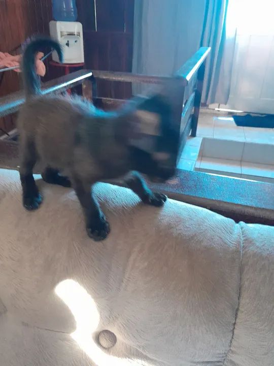 Gatinha linda e um machinho - Foto 3