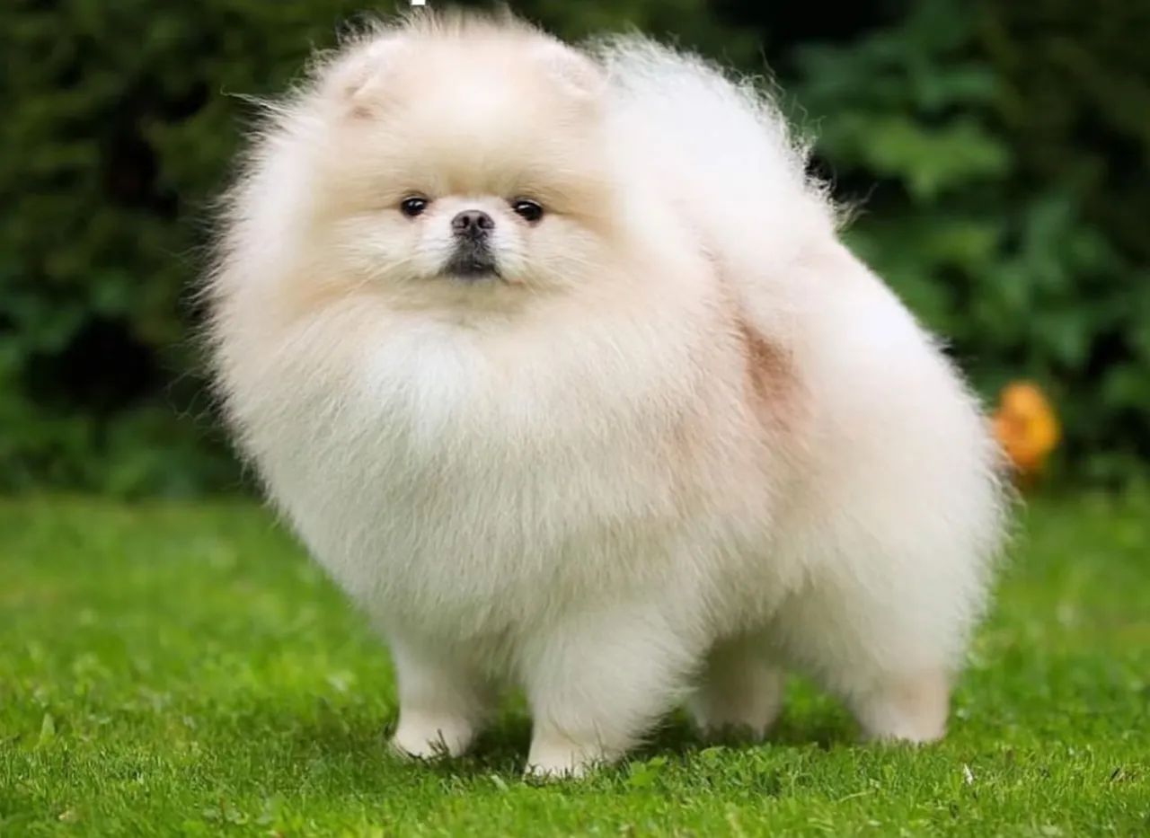 Lulu da Pomerania / O maior canil do Brasil / Spitz Alemão / Melhor Linhagem  - Foto 5