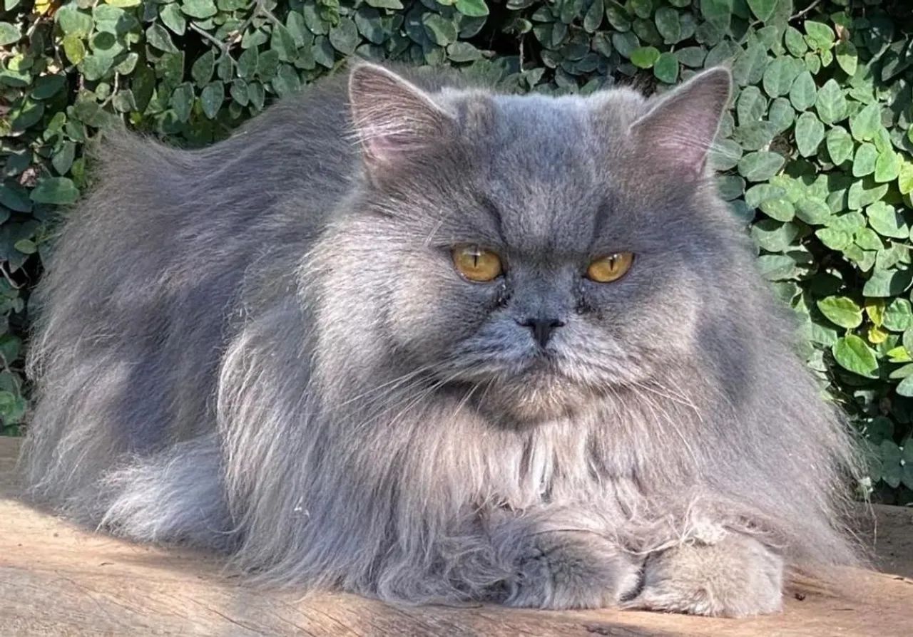 Gatinho Persa Azul  British long hair  - Foto 5