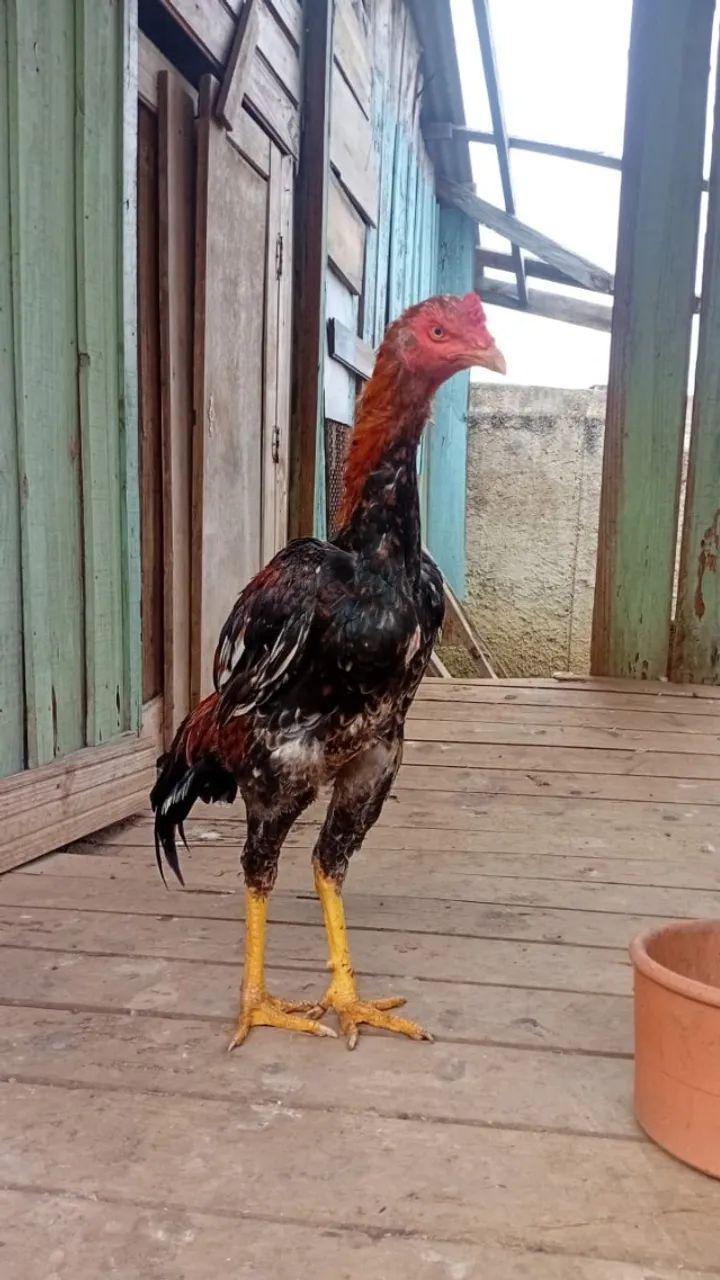 Frango de Raça