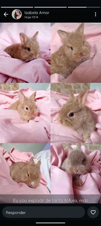 Filhotes de Coelho Netherland Dwarf, valor 150 reais  - Foto 4