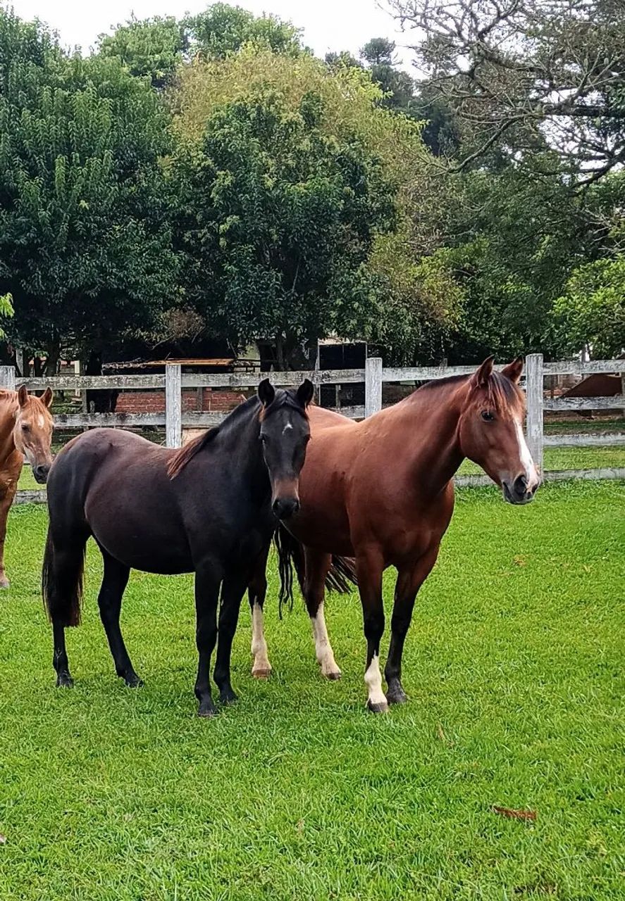 Égua Crioula - Foto 3