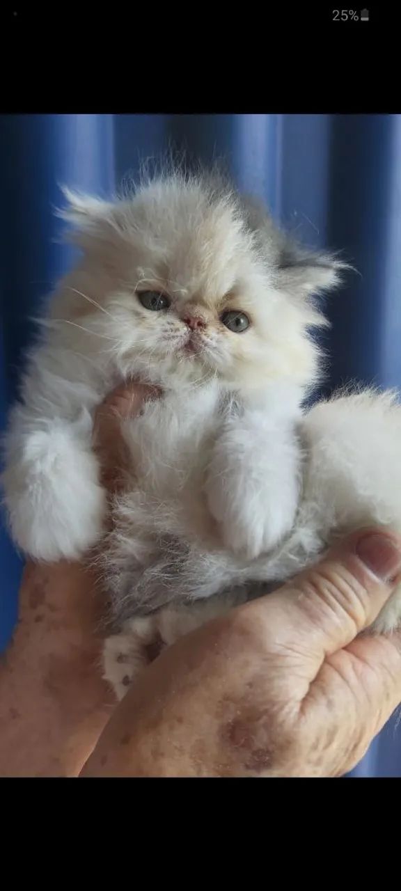 Lindos filhotes de Gato Persa  - Foto 3