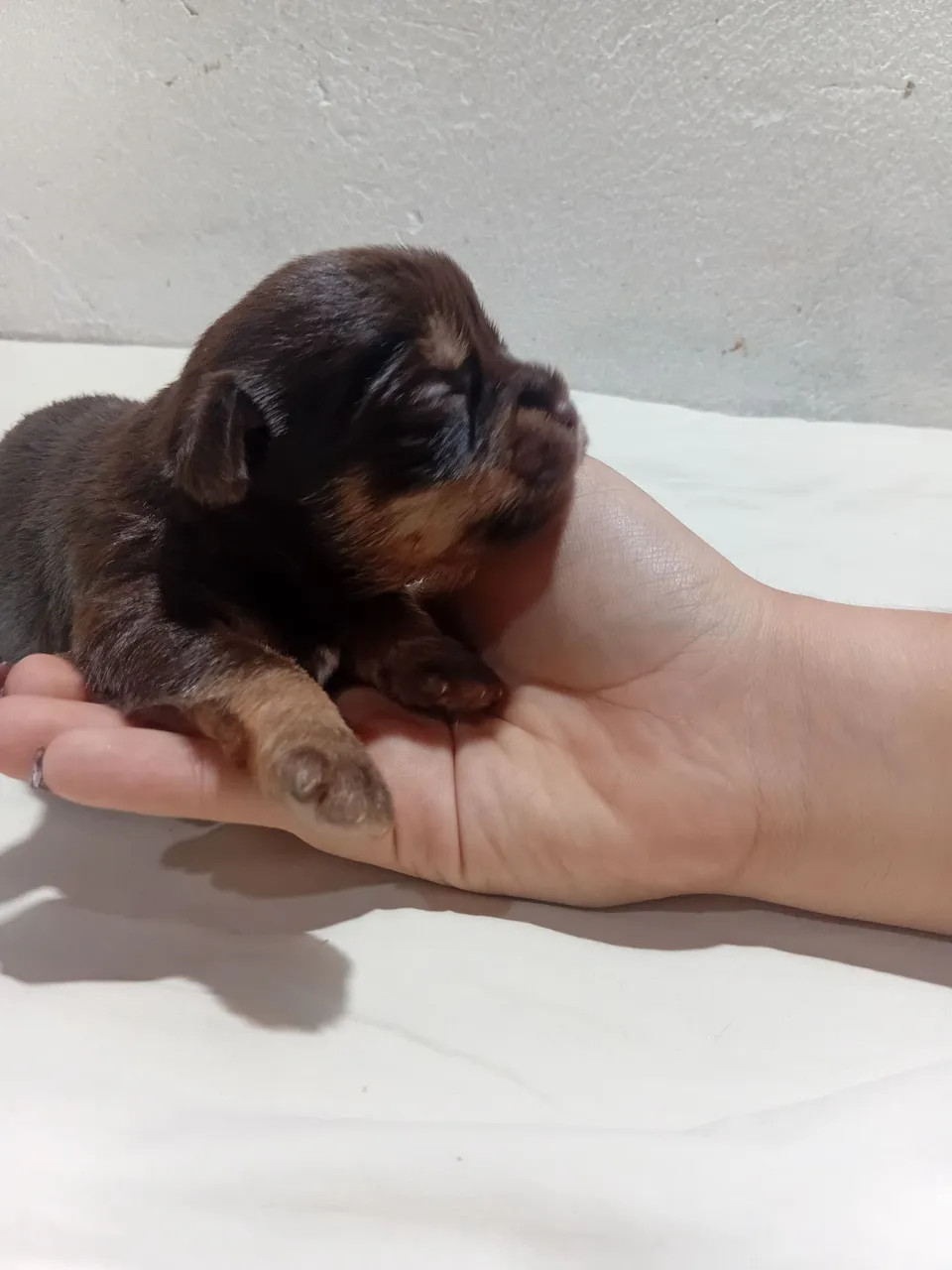 Filhote de shih tzu ×Maltês
