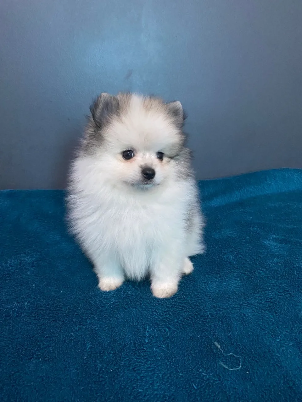 Filhotes de Lulu da Pomerânia