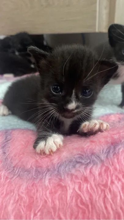Gatinhos para adoção  - Foto 3