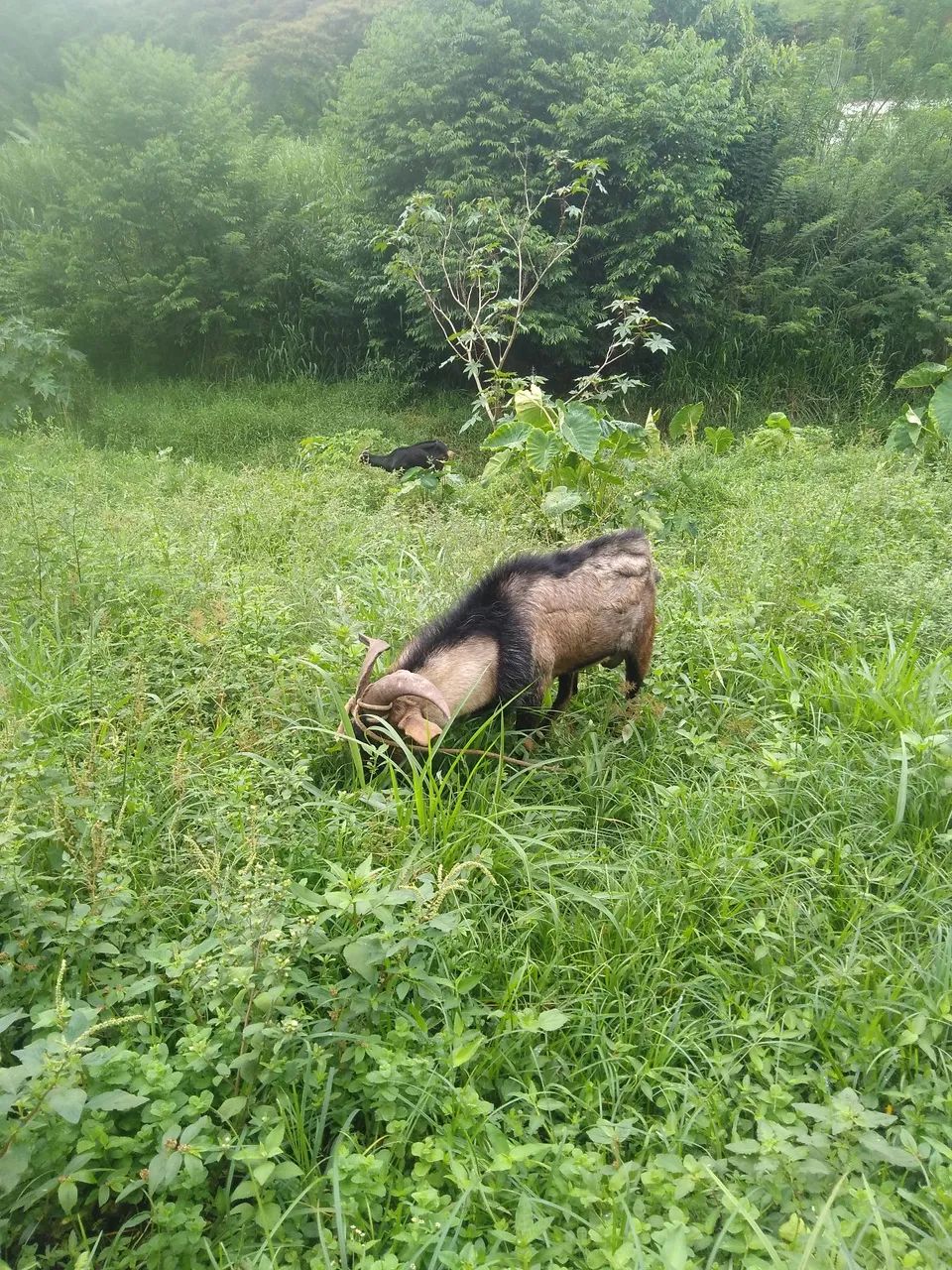 Bode a venda - Foto 3