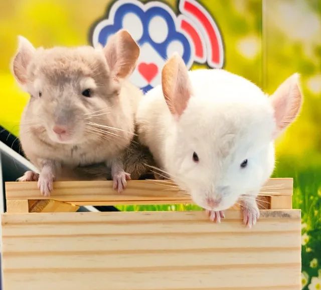 Filhotes de Chinchila - Foto 6