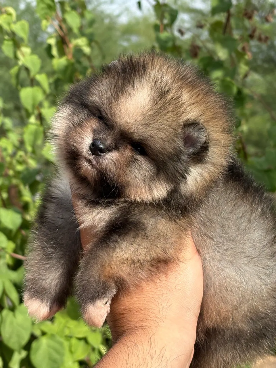 Lulu da pomerania machinho