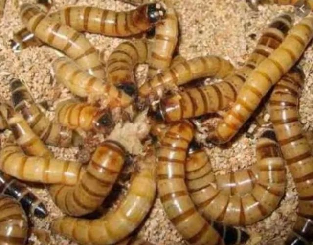 Larvas Vivas Gigantes de Tenébrios Zoophoba 