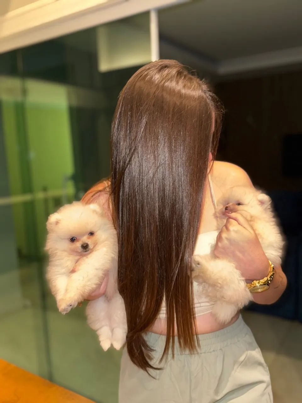 Vendo Lulu da pomerania  - Foto 3