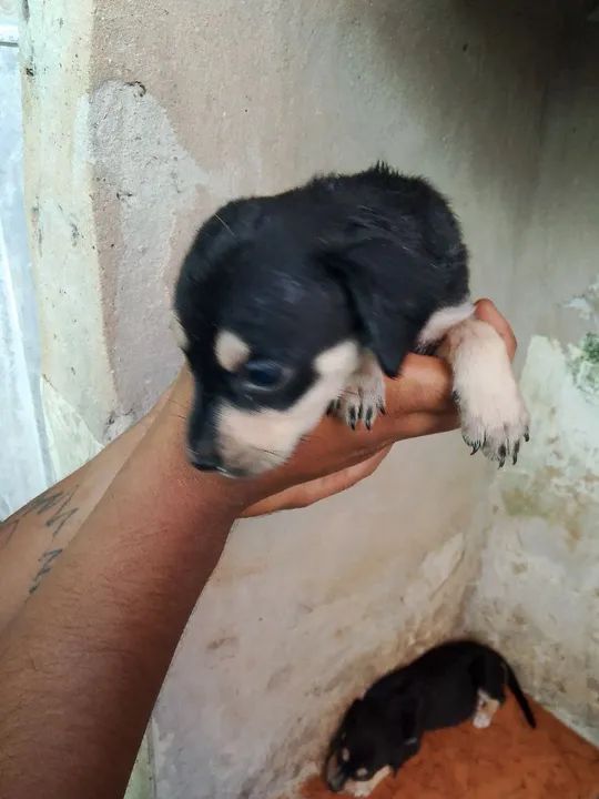 Filhotes de cachorro