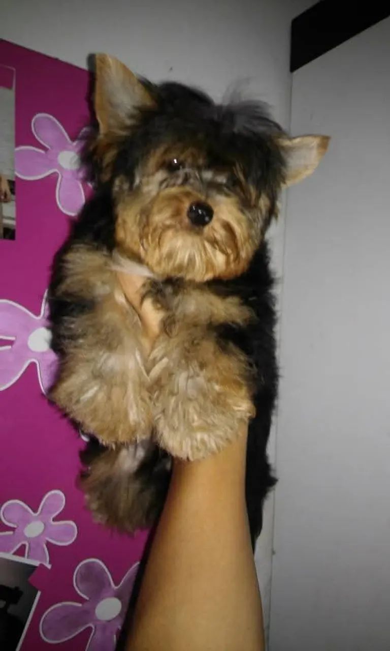 Yorkshire fêmea 55 dias - Foto 2