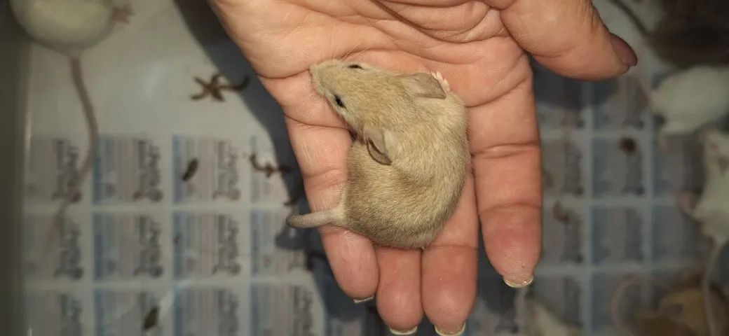 rato camundongo - Foto 4