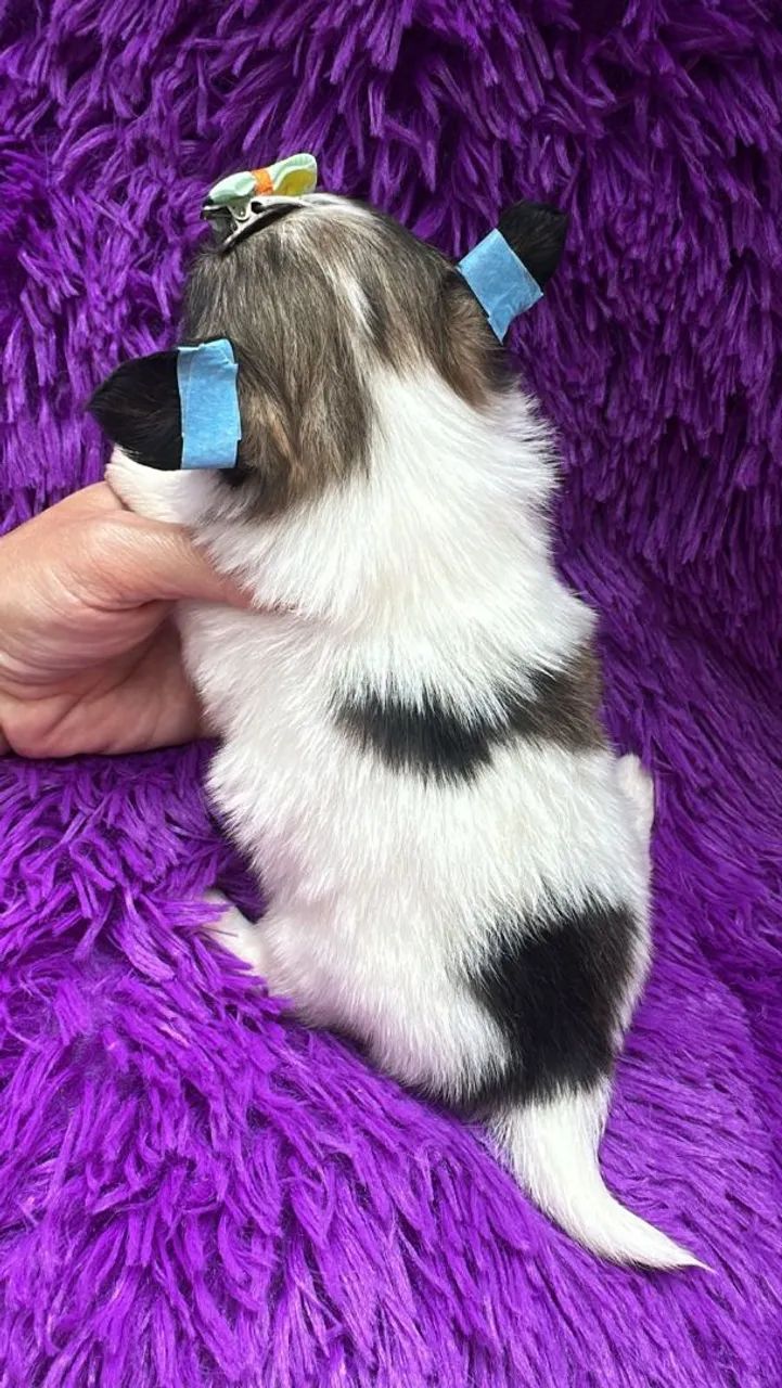 Chihuahua pequena fêmea Pêlo longo Compacta e Elegante  - Foto 2