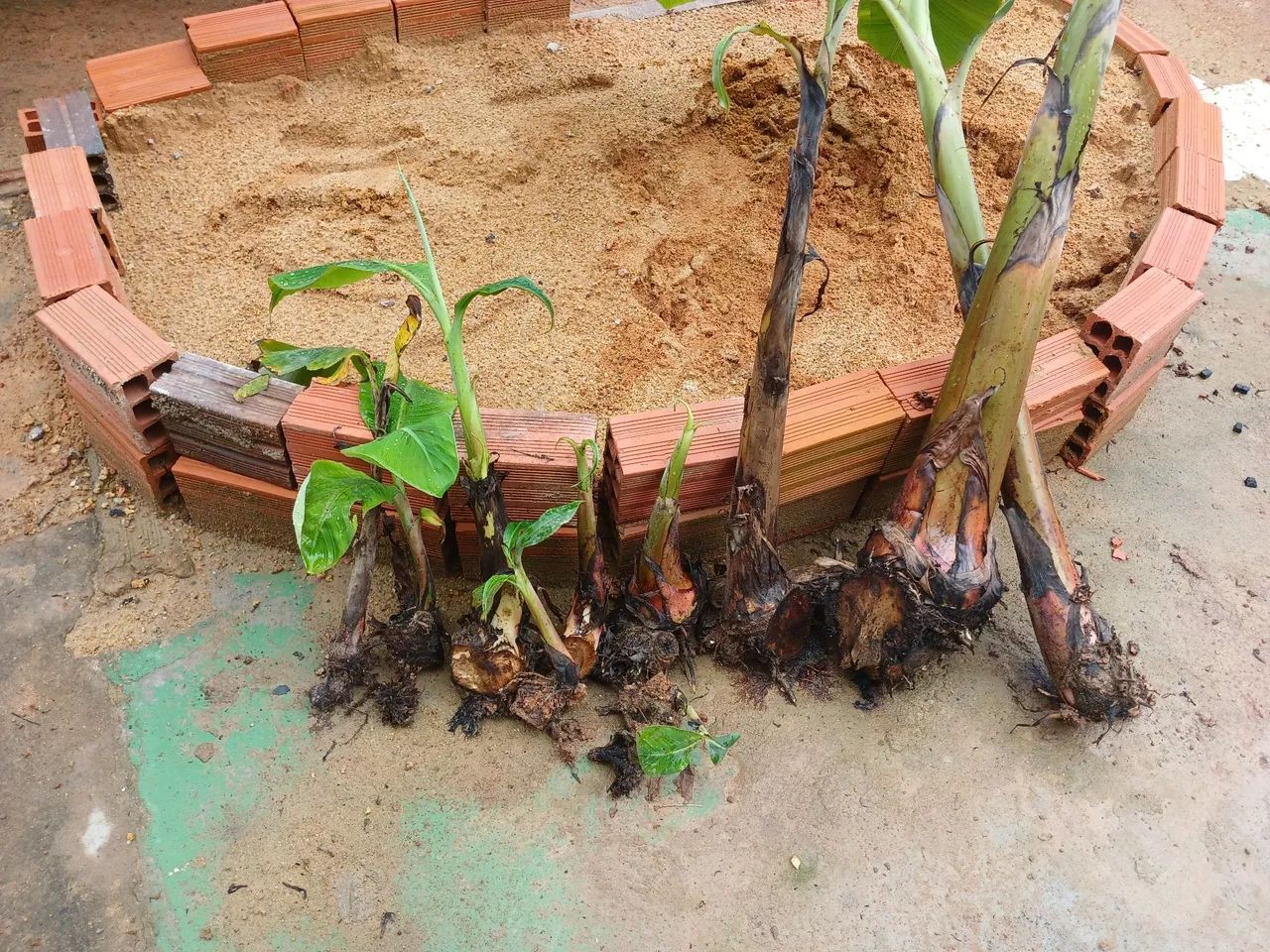 Vendo mudas de banana cumprida  - Foto 2