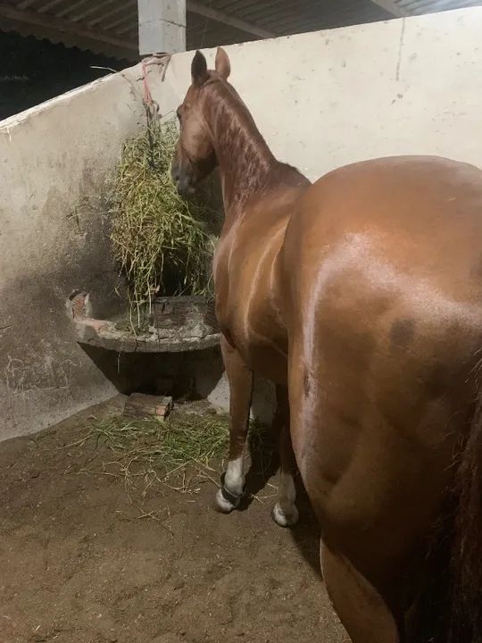 Cavalo para iniciante de direita - Foto 4